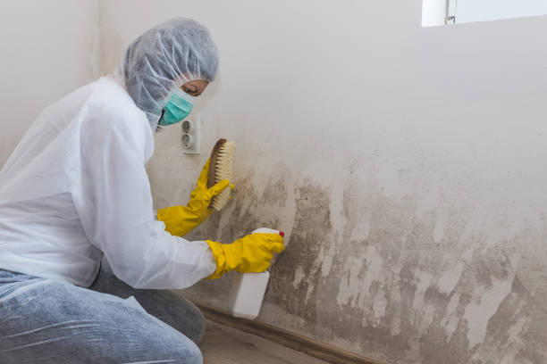 Attic Mold Removal in Farmingdale, NY