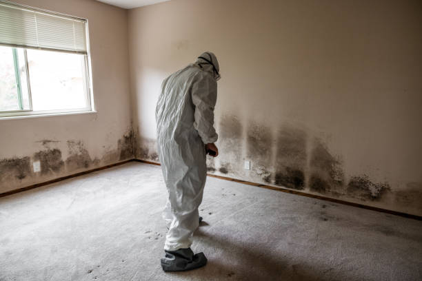 Best Mold Damage Repair  in Farmingdale, NY