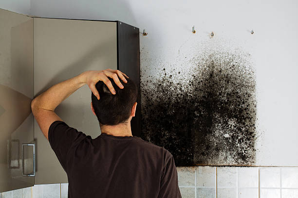 Professional Mold Removal in Farmingdale, NY